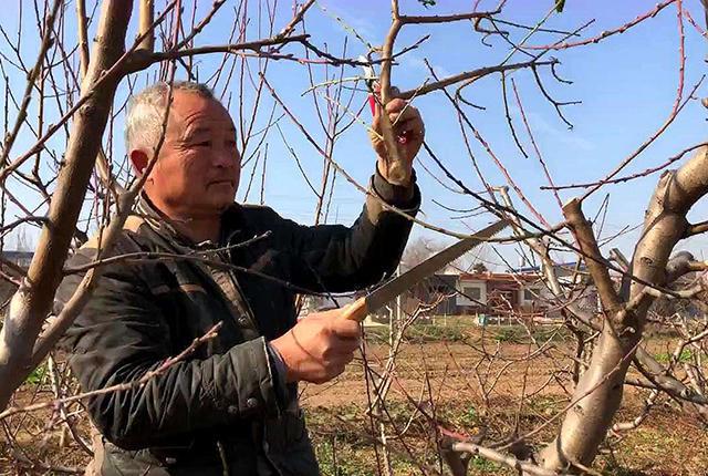 半岛(中国)体育·官方网站冬剪有5技巧疏枝、短截、回缩、缓放、刻芽适用于哪些果树(图3)