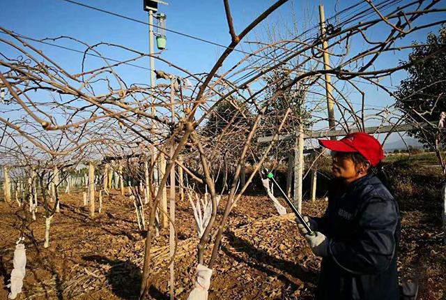 半岛(中国)体育·官方网站冬剪有5技巧疏枝、短截、回缩、缓放、刻芽适用于哪些果树(图7)