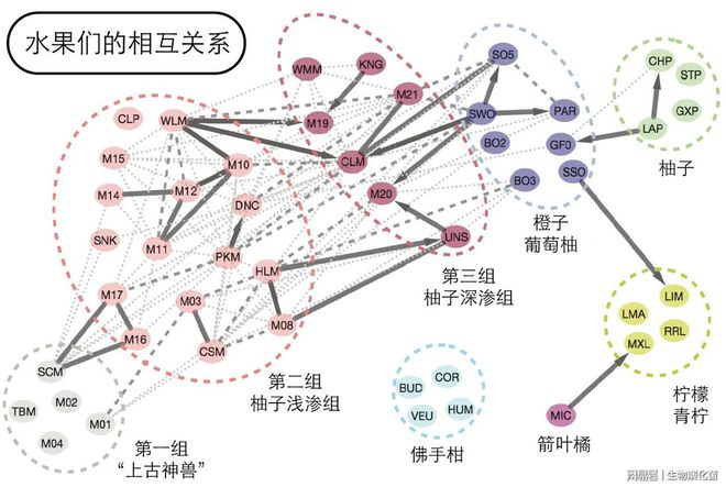 半岛体育柑橘类水果的演化关系：乱就一个字(图7)