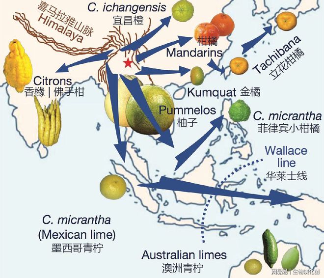 半岛体育柑橘类水果的演化关系：乱就一个字(图13)