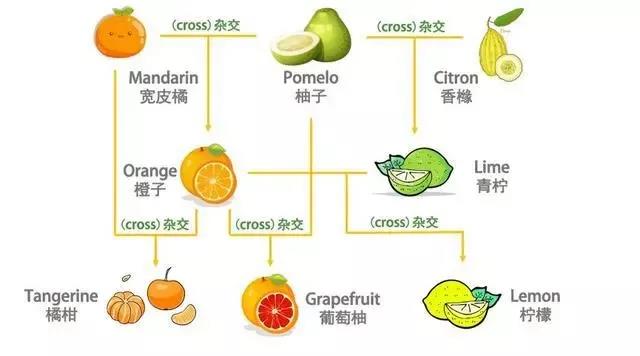 半岛(中国)体育·官方网站橘子的英文竟然不是orange？看看你是不是也说错了？(图1)