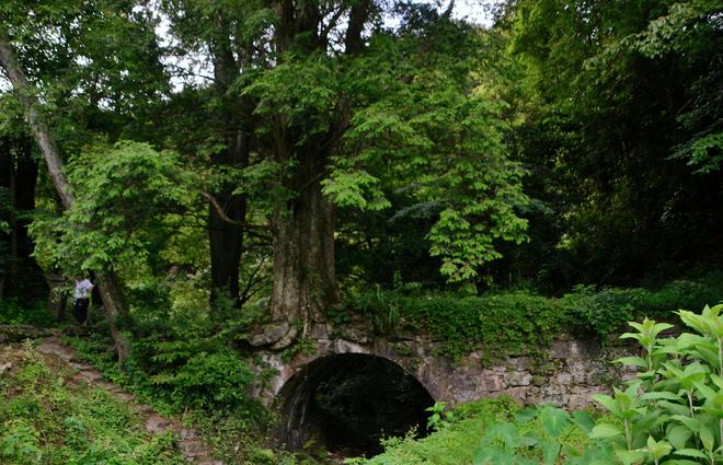 半岛体育这种树木被人们称为“黄金树”是名副其实的“植物大熊猫”(图1)