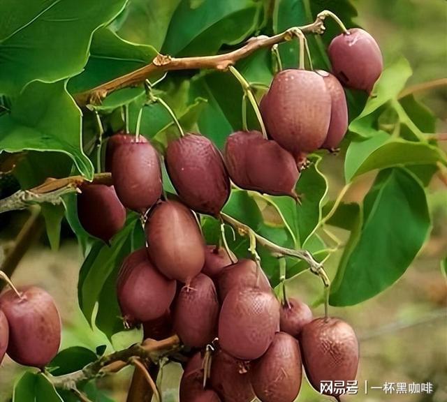 半岛体育院里种点软枣猕猴桃果树雌雄成对种植结果更多还能当盆景(图3)