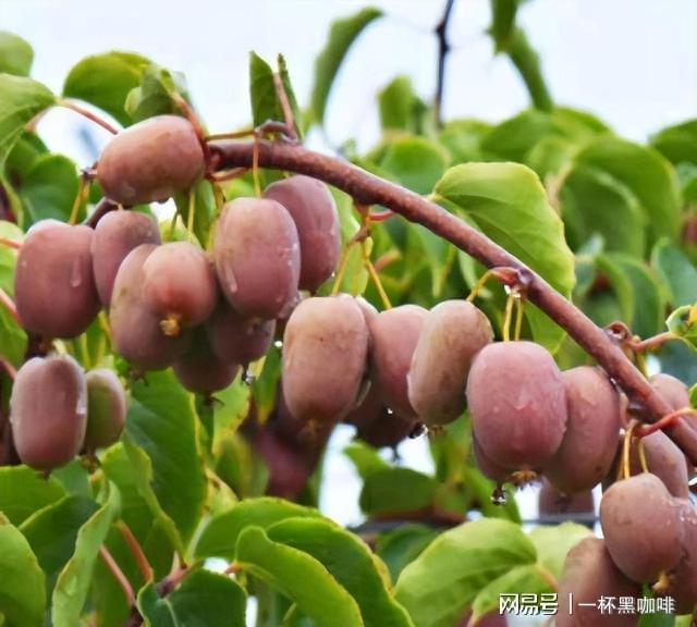 半岛体育院里种点软枣猕猴桃果树雌雄成对种植结果更多还能当盆景(图8)