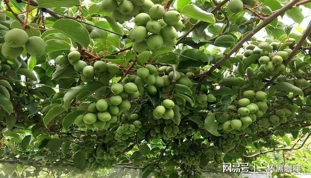 半岛体育院里种点软枣猕猴桃果树雌雄成对种植结果更多还能当盆景(图7)