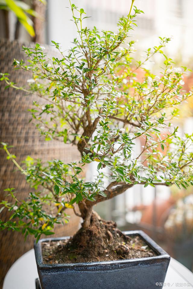 半岛体育观赏盆景推荐：揭开这20种盆景植物的神秘面纱是否有你心中绿意(图6)