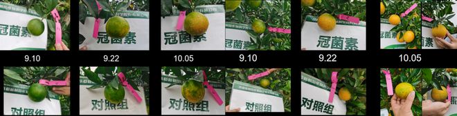 半岛体育生物植调剂：植物调节剂的冠菌素究竟能带给我们什么？(图3)