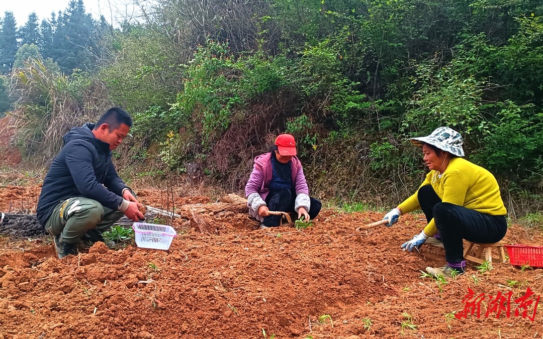 半岛(中国)体育·官方网站岳阳经开区：花果山有了“新大王”(图1)