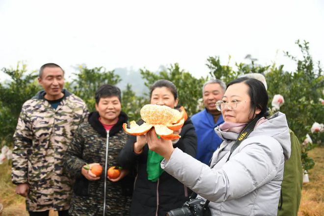 半岛(中国)体育·官方网站岑明强｜啥子柑橘卖到100元一个？(图9)