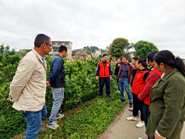 半岛(中国)体育·官方网站荔浦市杜莫镇金鸡村科技支农促春耕(图1)