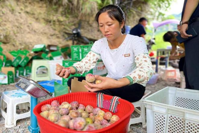 半岛体育铜仁：各地时令水果争鲜上市“抢甜头”(图1)