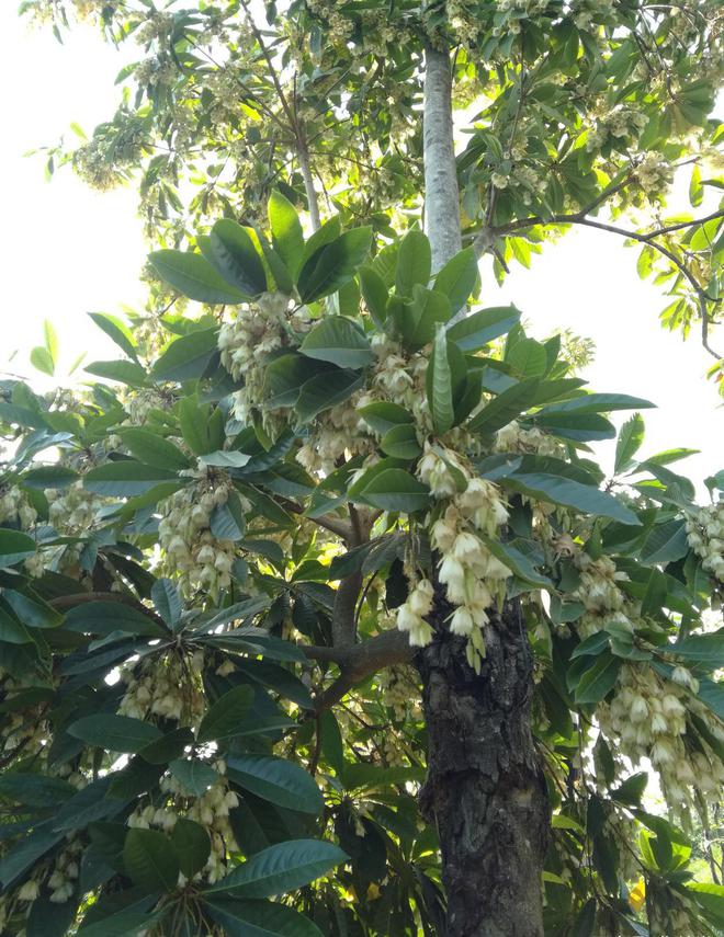 半岛体育初夏的杜英花盛满枝头阵风吹过犹似群舞一般漂亮极了(图2)