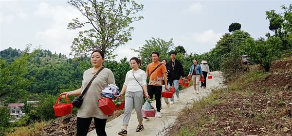 半岛体育平坝区鼓楼街道：樱桃挂满枝 采摘乐不停(图6)