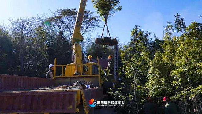 半岛(中国)体育·官方网站乡村振兴看建阳丨建阳鑫绿苗圃基地：壮大绿色产业 助力乡(图2)