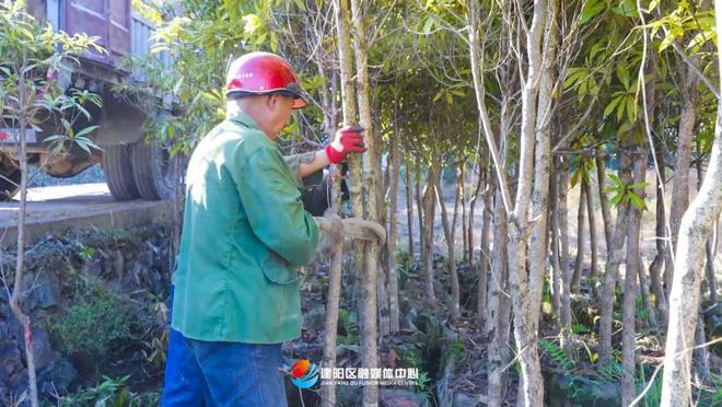 半岛(中国)体育·官方网站乡村振兴看建阳丨建阳鑫绿苗圃基地：壮大绿色产业 助力乡(图5)