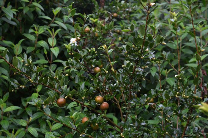 半岛体育隆昌：万亩油茶“花果同树”好“丰”光(图1)