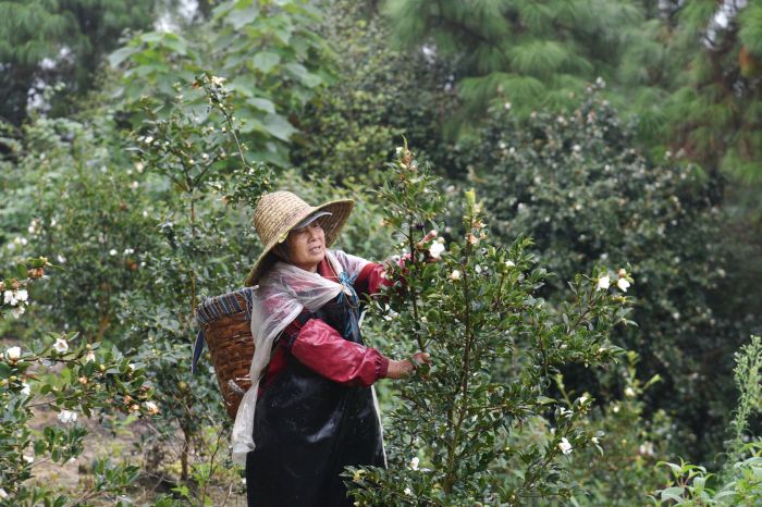 半岛体育隆昌：万亩油茶“花果同树”好“丰”光(图2)