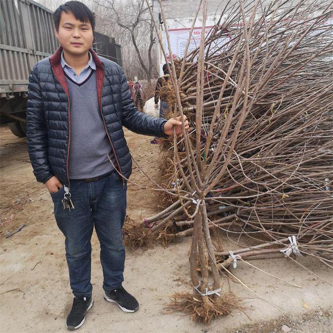 半岛体育罗亚明车厘子大樱桃树苗南方种植指南：轻松培育优质果实(图2)