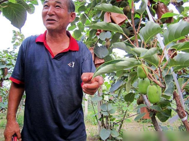 半岛(中国)体育·官方网站立春后别再种菜了！这种果树要种一棵好养易成活果子堆成山(图1)