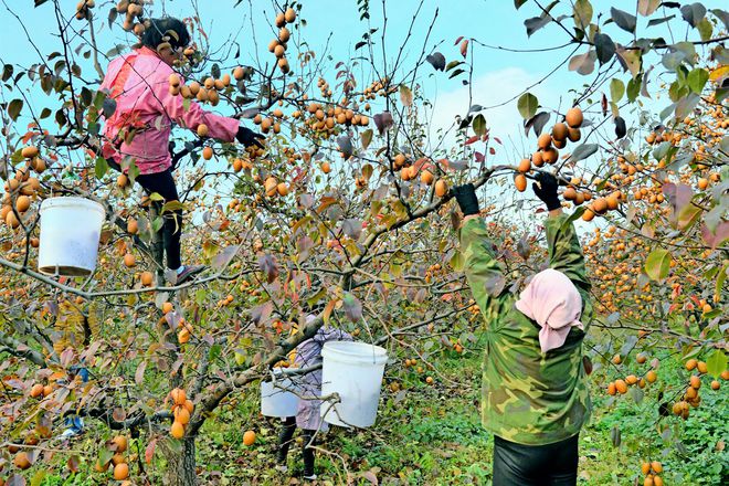 半岛(中国)体育·官方网站种植2年就结果16元一斤有价无市果农：又在炒苗子(图2)