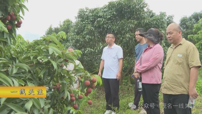 半岛(中国)体育·官方网站茂名市又添一荔枝新品种(图2)