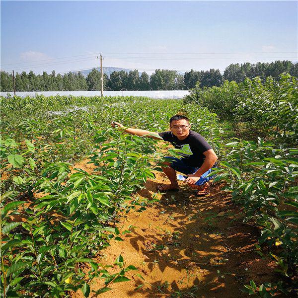 半岛(中国)体育·官方网站南方适合栽植哪些大樱桃苗品种 黑珍珠 齐早 桑提娜(图2)