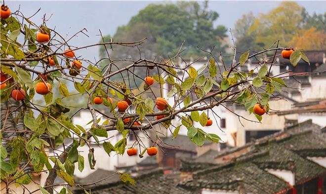 半岛体育古语：“院中有五树子孙一直富”说的是哪些树有何科学依据(图2)