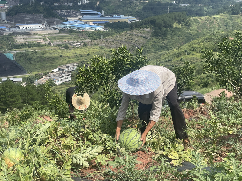 半岛(中国)体育·官方网站习水县二郎镇：“一地多收”效益高 村民分红有盼头(图1)