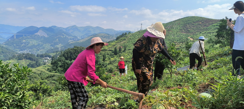 半岛(中国)体育·官方网站习水县二郎镇：“一地多收”效益高 村民分红有盼头(图2)