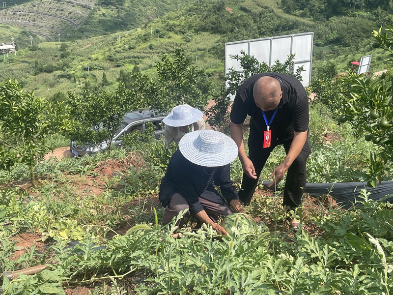 半岛(中国)体育·官方网站习水县二郎镇：“一地多收”效益高 村民分红有盼头(图3)