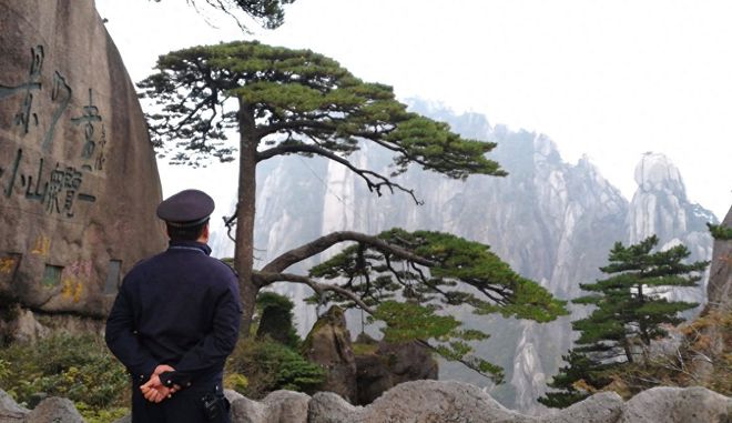 半岛体育我国的三棵贵族树引人注目！配警卫、投保亿元、地球独一无二！(图2)