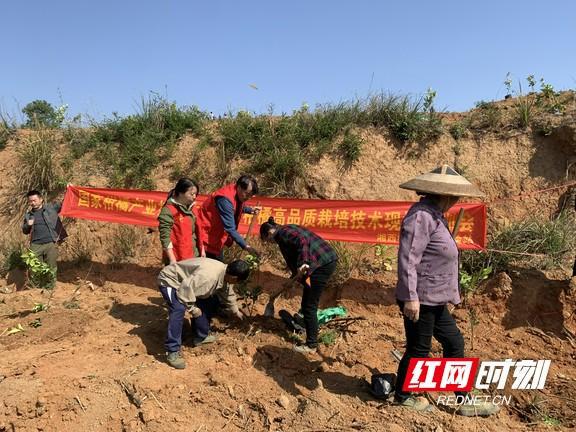 半岛(中国)体育·官方网站专家到泸溪县红土溪村开展柑橘种植技术培训(图2)