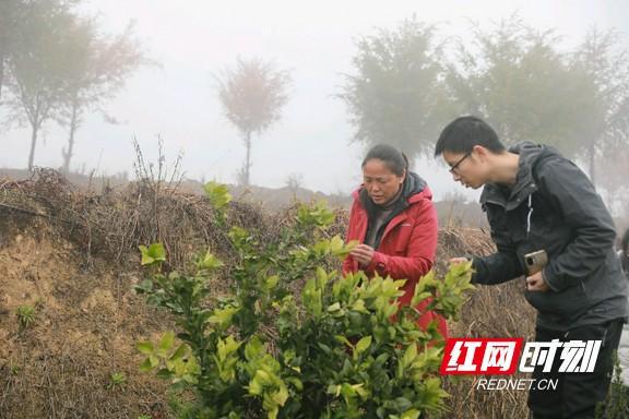 半岛(中国)体育·官方网站保靖：运用“增糖降酸”技术促柑橘提质增效(图1)