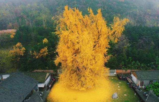 半岛体育世界最珍贵的树木中国大街却随处可见论价值超越大熊猫！(图3)