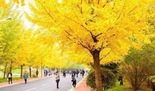 半岛体育世界最珍贵的树木中国大街却随处可见论价值超越大熊猫！(图2)