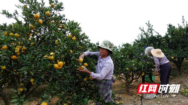 半岛体育石门柑橘一路向“甜”③｜日子越过越“甜”(图2)