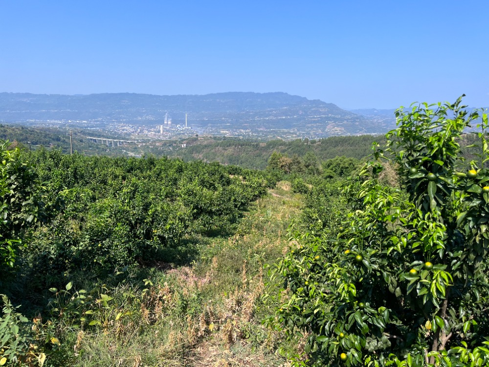 半岛体育基层“点单” 专家服务 我市在开州探索“柑橘-大豆”复合种植模式(图2)