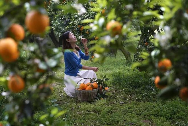 半岛(中国)体育·官方网站柑橘与花朵共生四川彭山县打造独特的田园风光(图2)