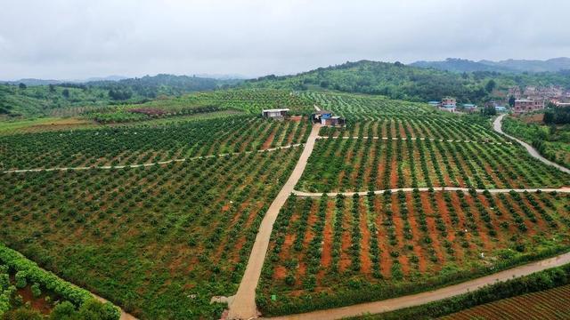 半岛(中国)体育·官方网站柑橘与花朵共生四川彭山县打造独特的田园风光(图5)