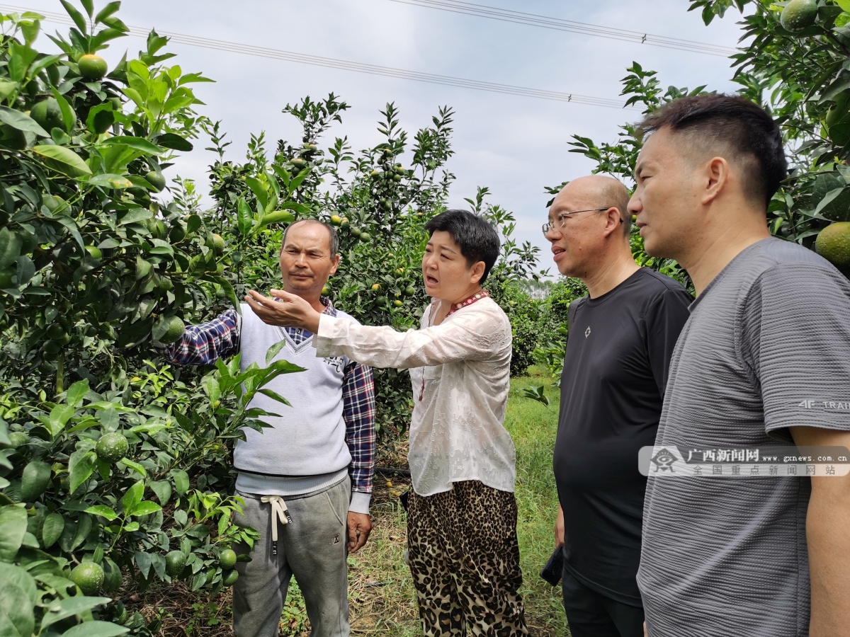 半岛体育橘园管护忙 硕果枝头满——预计今年广西柑橘产量稳产略增(图3)