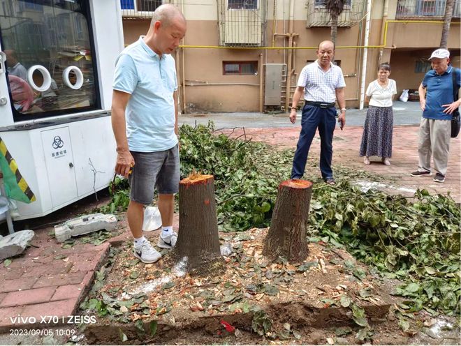 半岛(中国)体育·官方网站小区树木擅自砍伐 涉嫌违法吗？(图2)