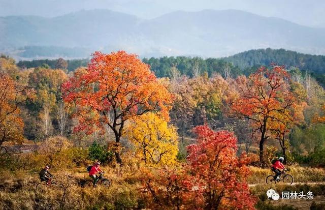 半岛(中国)体育·官方网站未来20年这些树种的需求最大！(图3)