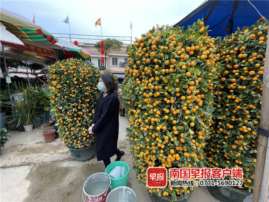 半岛(中国)体育·官方网站年花市场渐火热！广西盆栽植物价格较去年略降(图)(图1)