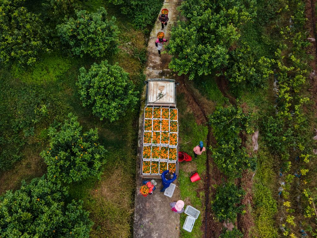 半岛(中国)体育·官方网站一粒种子的蜕变——农业科技助力重庆开州柑橘产业发展观察(图1)