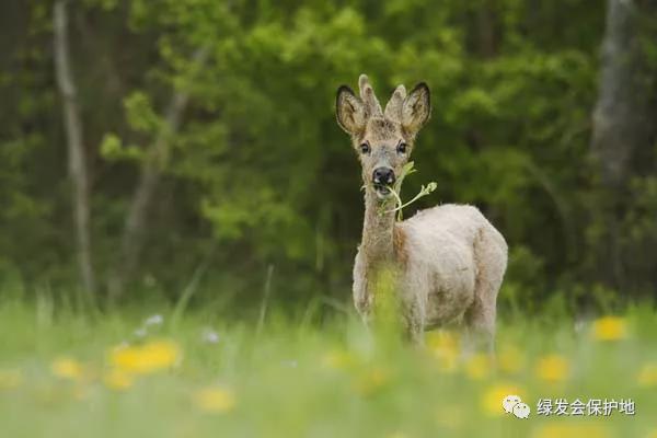 半岛(中国)体育·官方网站追踪盗木、堵截偷猎获救的傻狍子还时常回家探亲(图7)