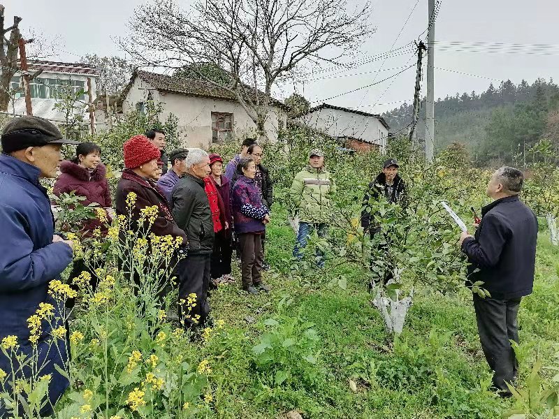 半岛(中国)体育·官方网站嘉鱼县官桥镇开展柑橘管理培训(图1)